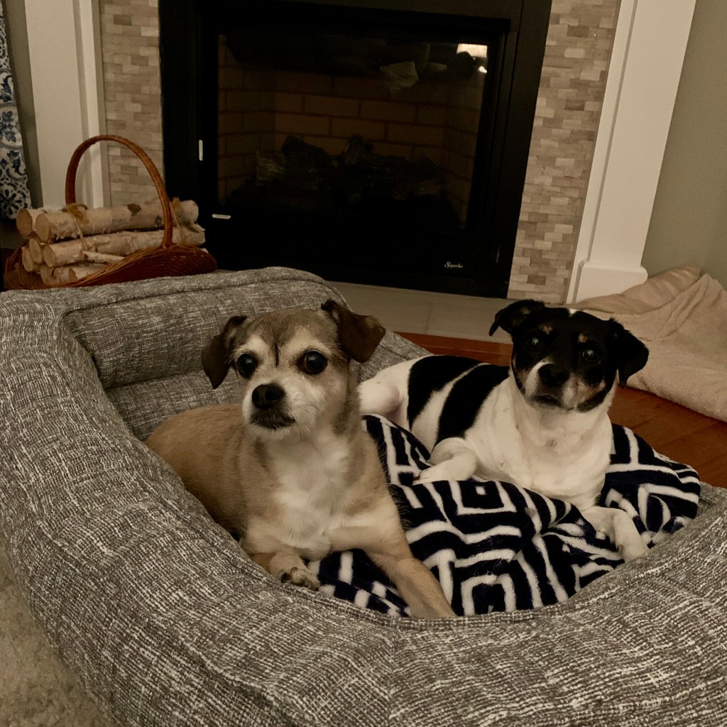 Caring for a Senior&nbsp;Dog