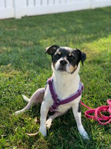 Jillie, a senior dog, sitting outside following a TPLO surgery